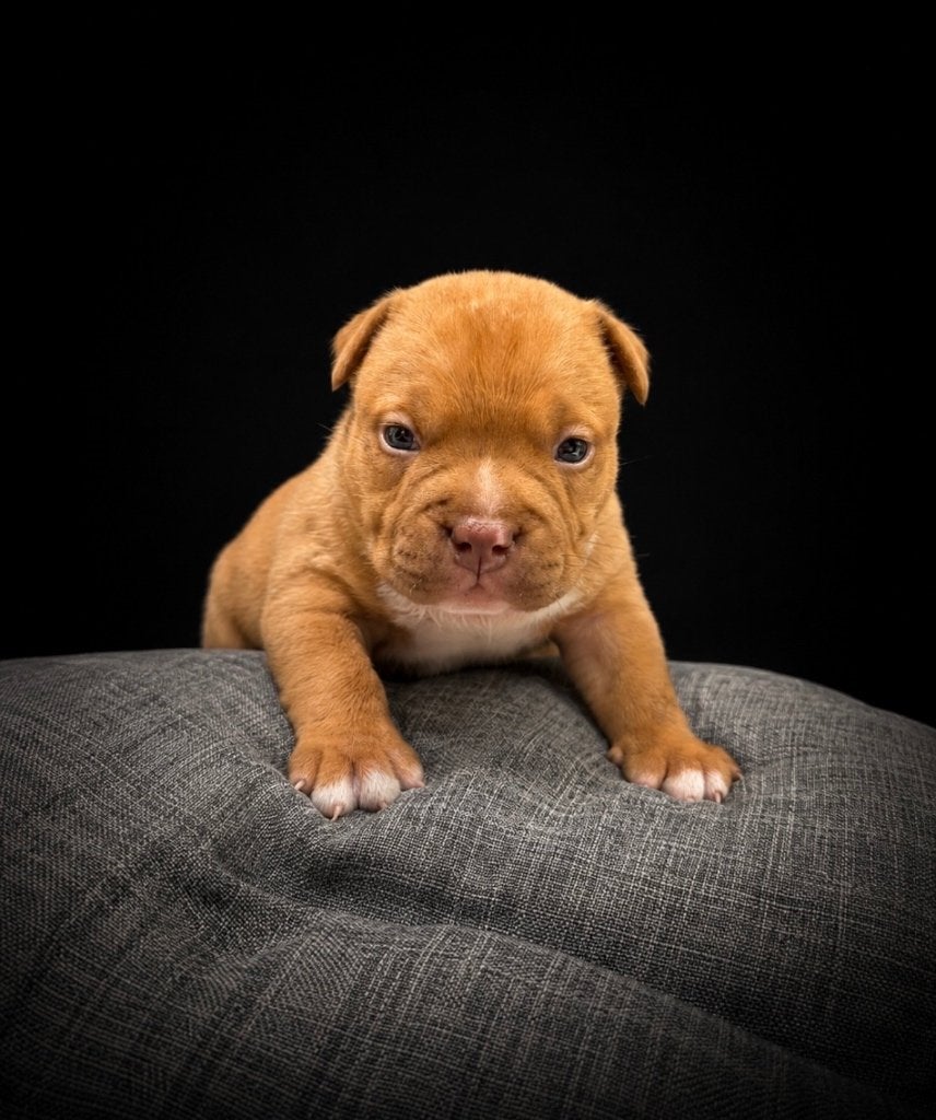 American bully pocket, België, Particulier, 8 tot 15 weken, Parvo