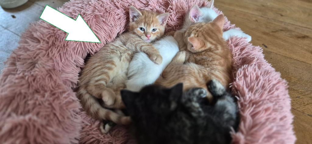 Laatste rode katertje te koop voor €450, Kater, Ontwormd, 0 tot 2 jaar