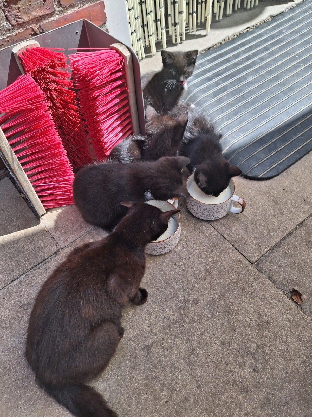 Lieve moeder poes met 2 zwart / witte kittens (vrouwelijk), Dieren en Toebehoren, Katten en Kittens | Overige Katten, Poes