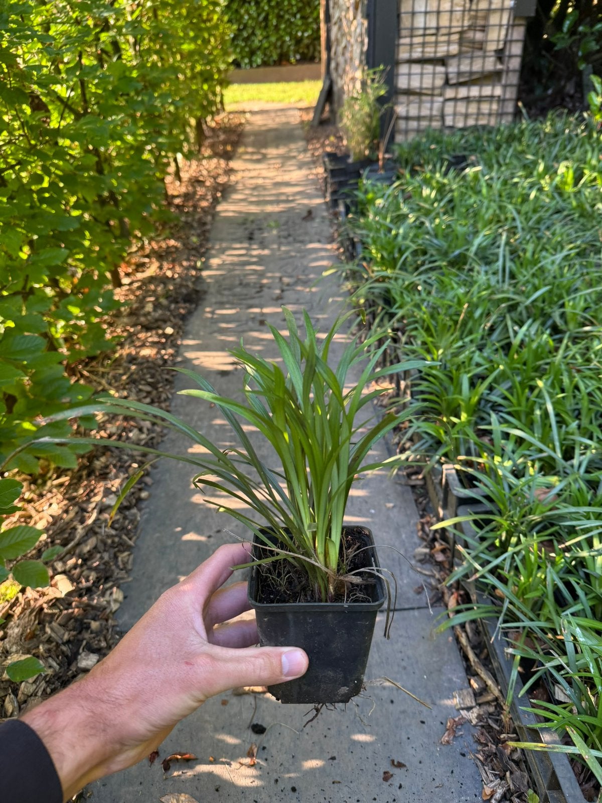 liriope muscari meerder stuks, Tuin en Terras, Planten | Tuinplanten, Ophalen of Verzenden, Overige soorten, Volle zon