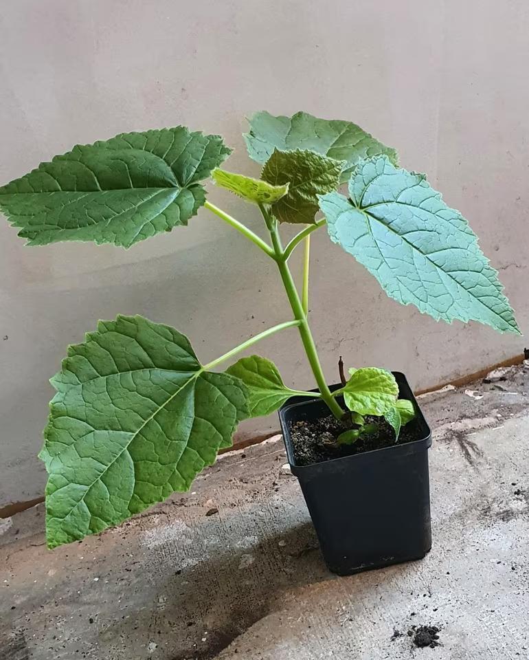 Paulownia Tomentosa - Kiriboom, Overige soorten, Lente, Minder dan 100 cm, Ophalen