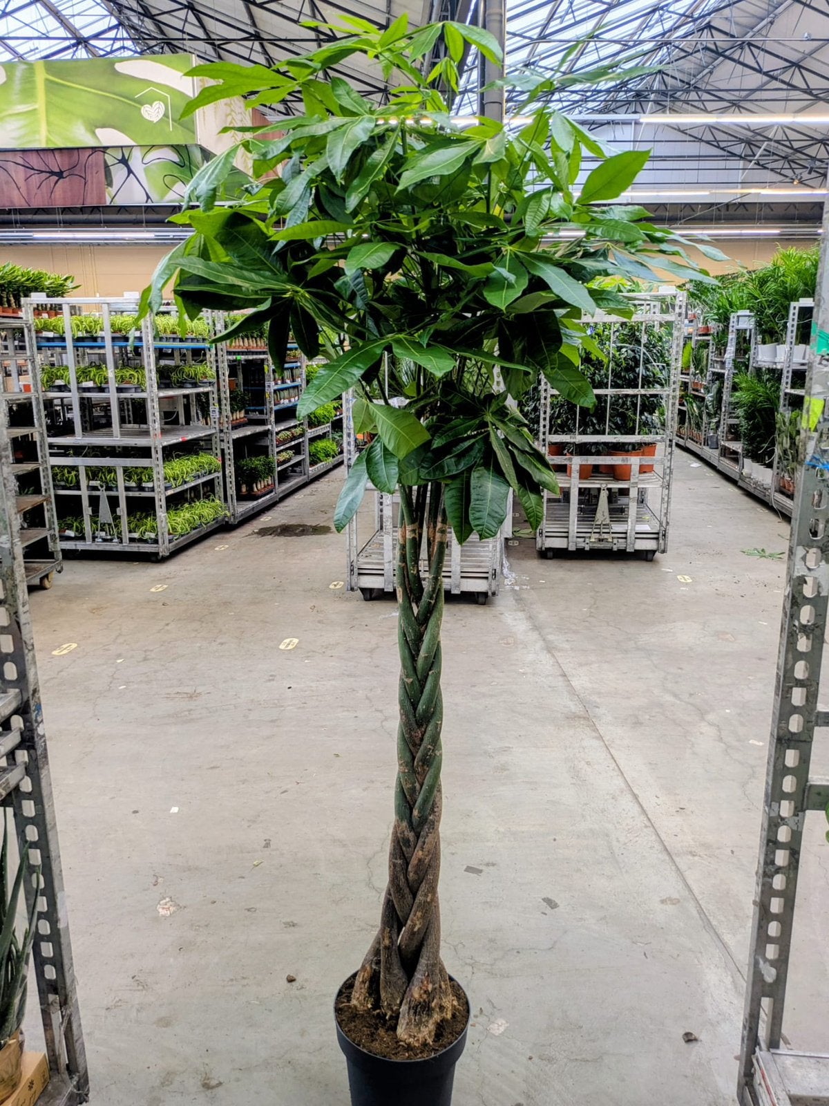 Pachira aquatica 220 cm, Tuin en Terras, Ophalen, Overige soorten, Volle zon