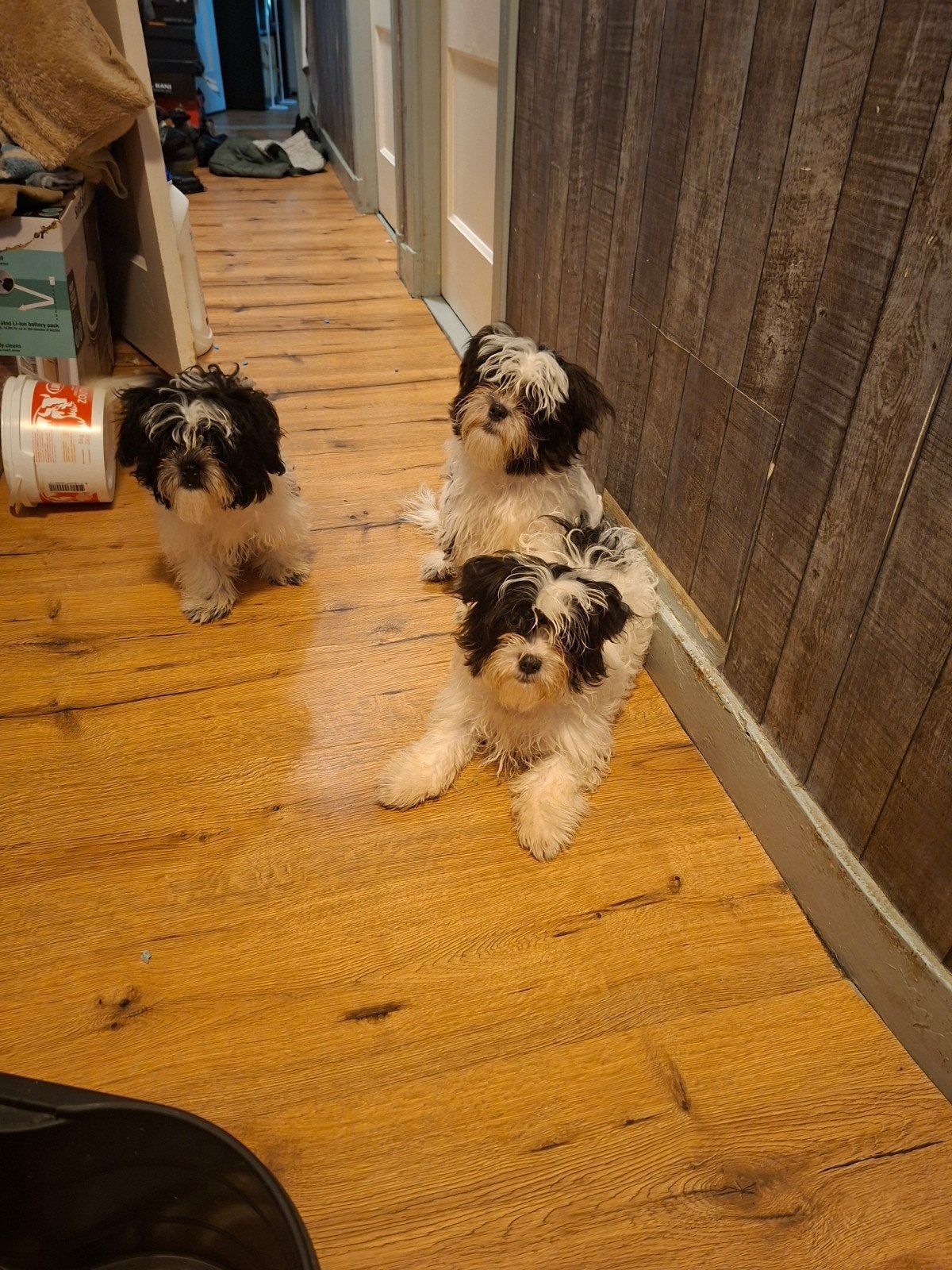 shih tzu pups 3stuks, 15 weken tot 1 jaar, Meerdere, Meerdere dieren, Klein