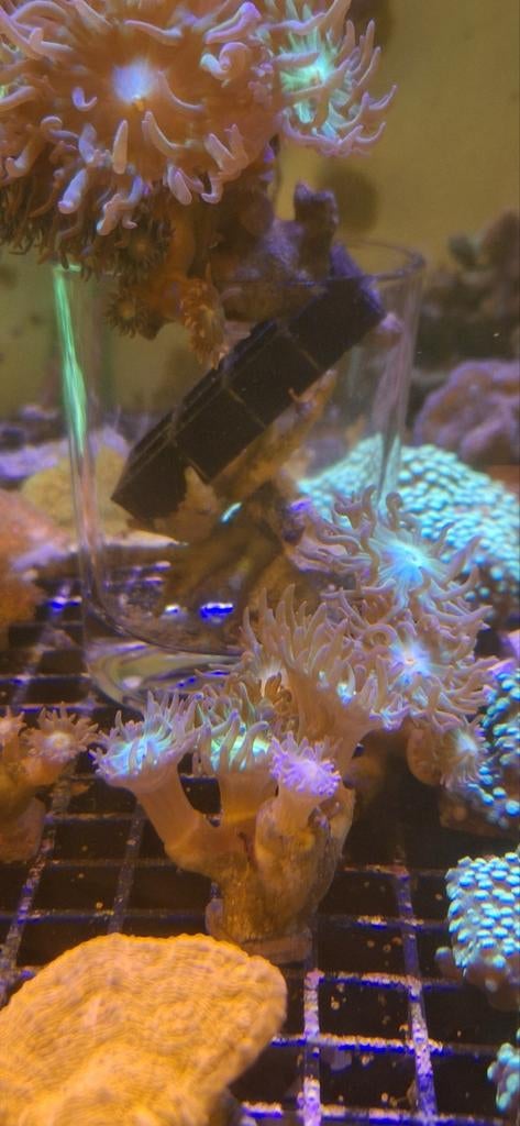 Duncan koraal zeewater aquarium, Overige typen