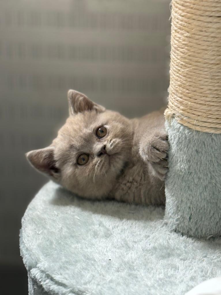 Britse korthaar kittens, Dieren en Toebehoren, Katten en Kittens | Raskatten | Korthaar, Meerdere dieren, Ontwormd