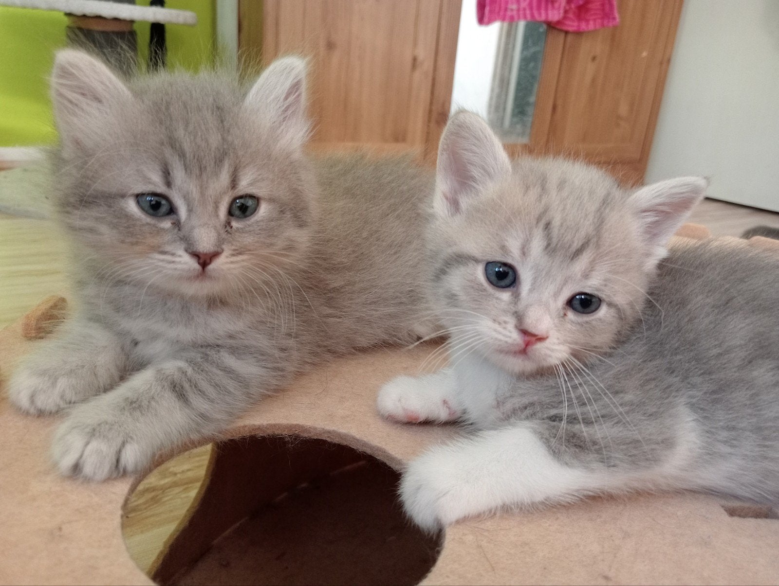 Te koop :  Pluizenbolletjes Ragdoll/Britse korthaar, Meerdere dieren, Met stamboom
