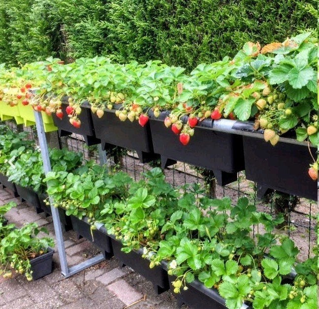 Aardbei rek / stelling voor aardbeien, Tuin en Terras, Ophalen, 100 cm of meer, Zo goed als nieuw, Metaal