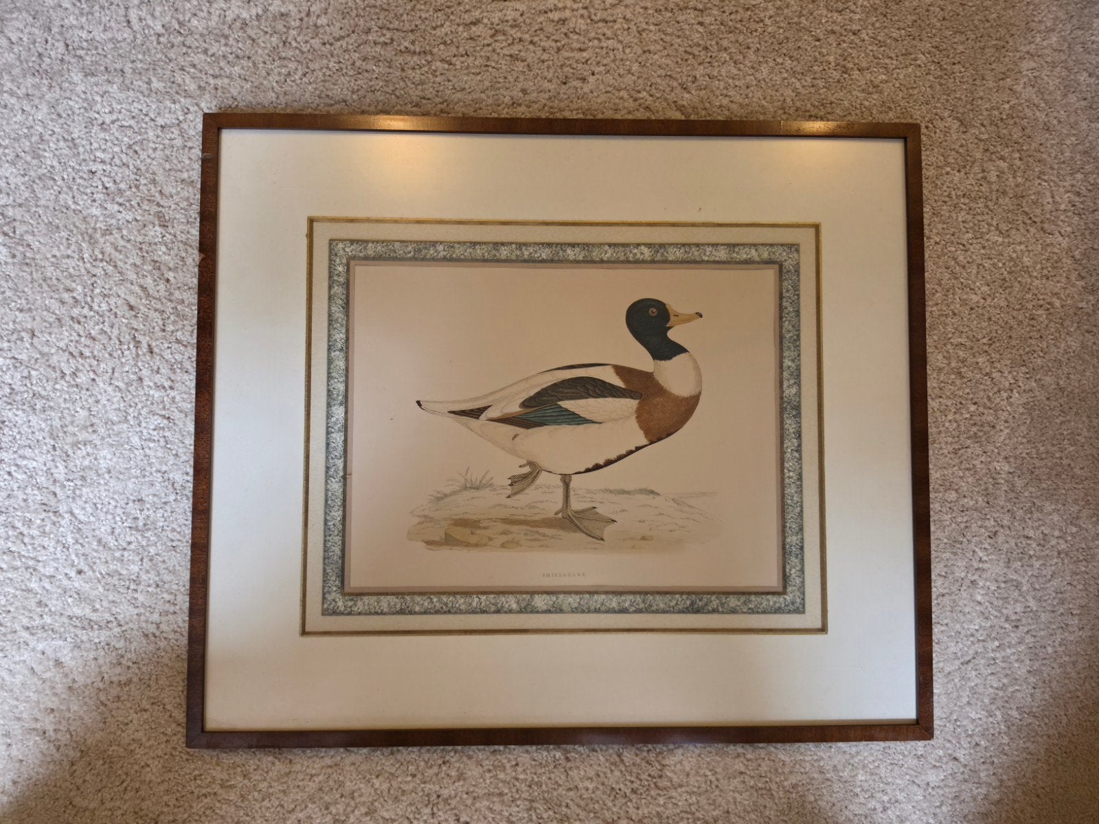 Set van 8 ingelijste Morris vogelprints, Ophalen, Print, Prent, Ingelijst