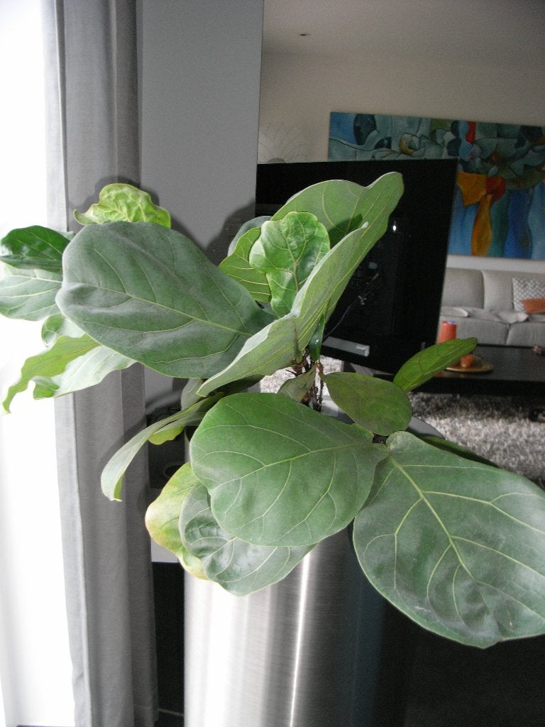 kamerplant/groene plant ficus lyrata/vioolbladplant, Ophalen, Ficus, Halfschaduw, Minder dan 100 cm