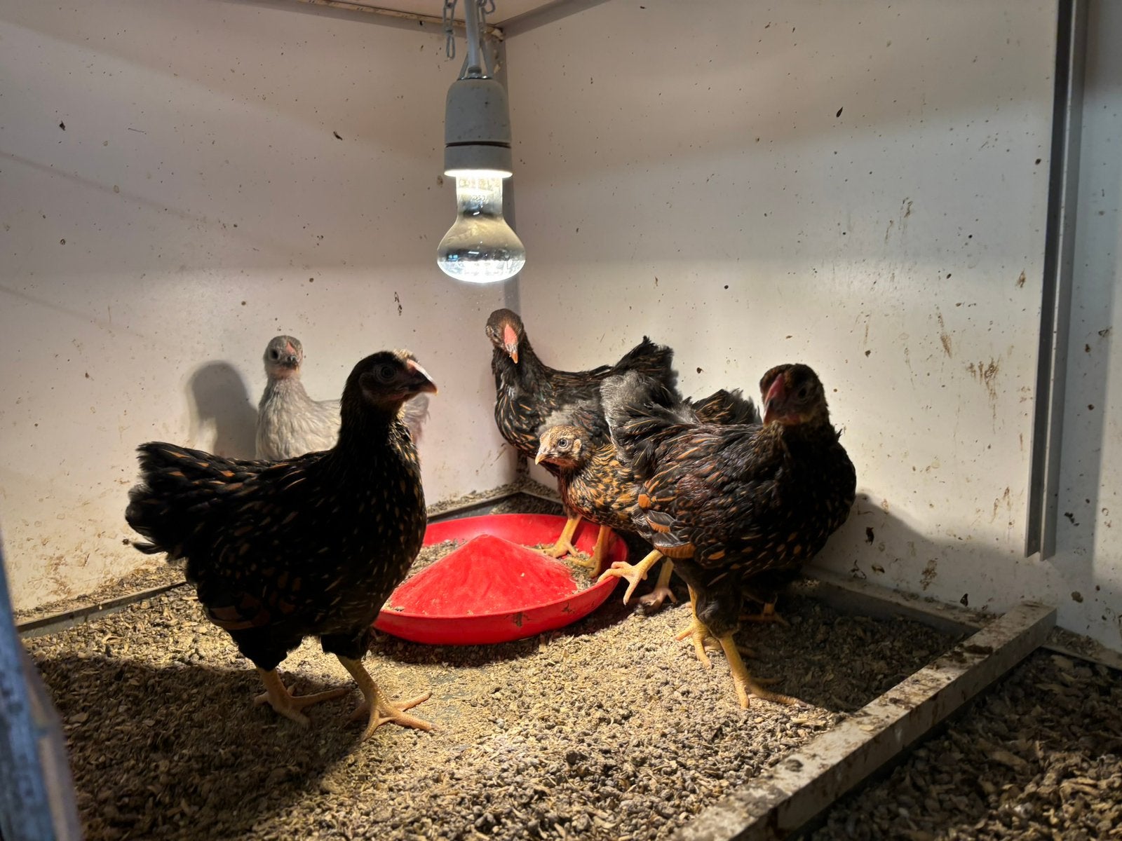 Wyandotte kriel haan 4 hennen, Dieren en Toebehoren, Meerdere dieren, Kip
