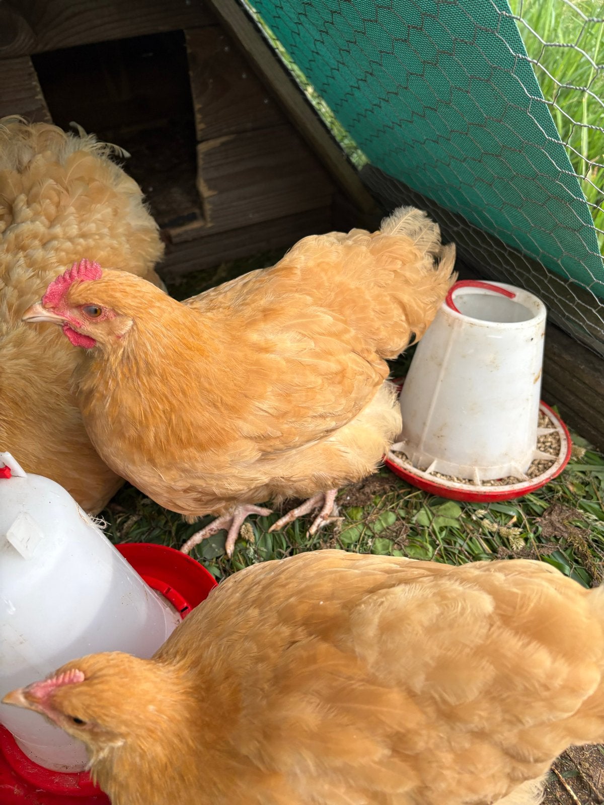 Orpington buuf haantje, Dieren en Toebehoren, Pluimvee, Mannelijk, Kip