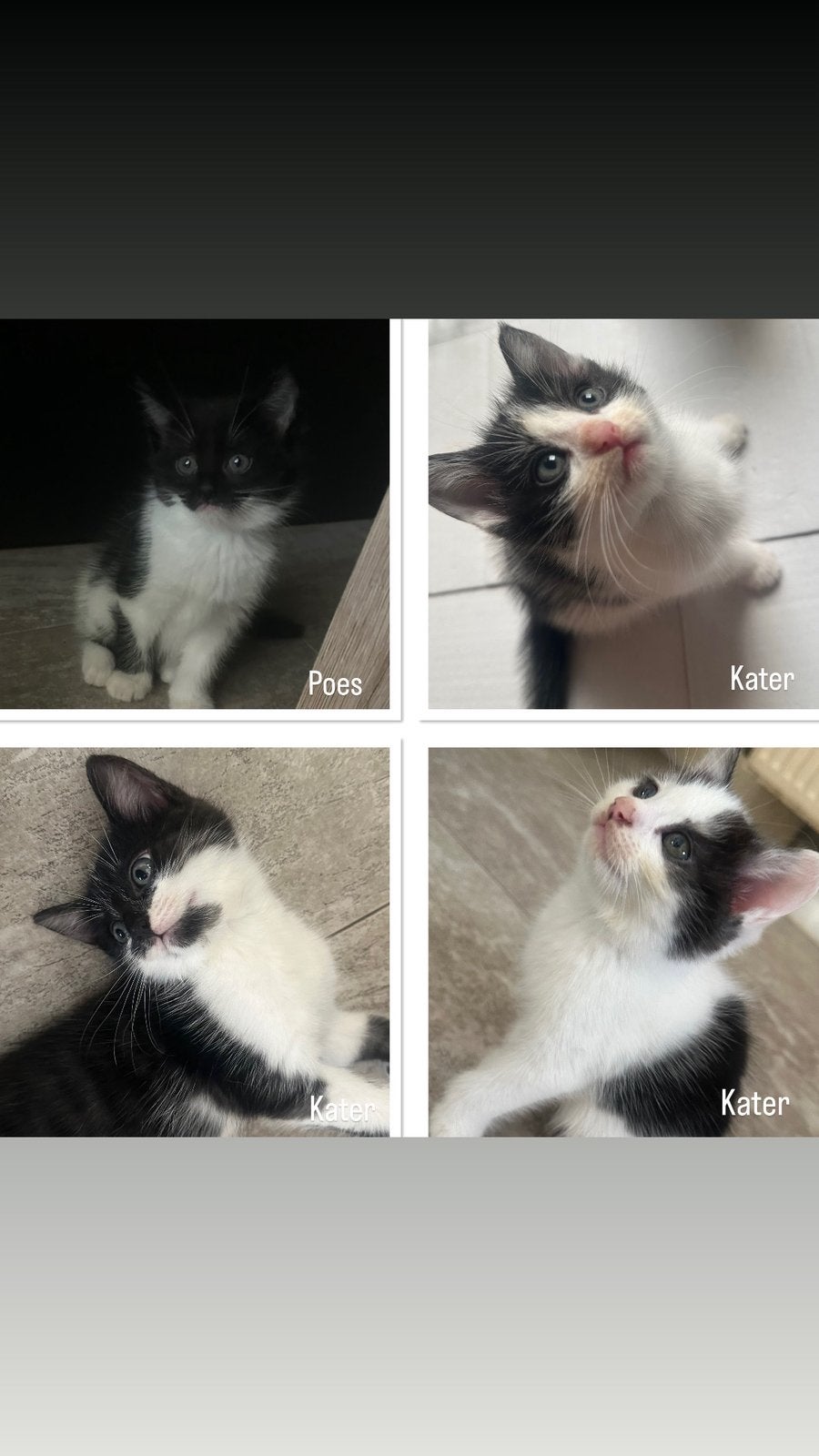 Kittens, Meerdere dieren
