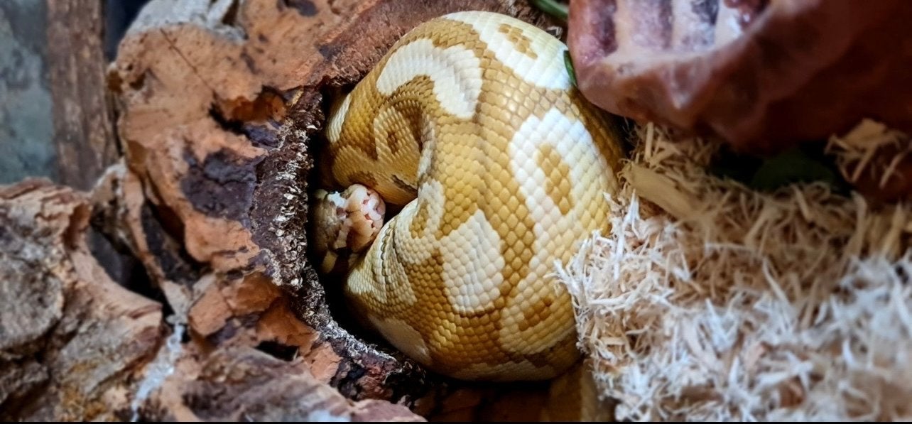 banana lesser ball python met terrarium, Slang, Met terrarium