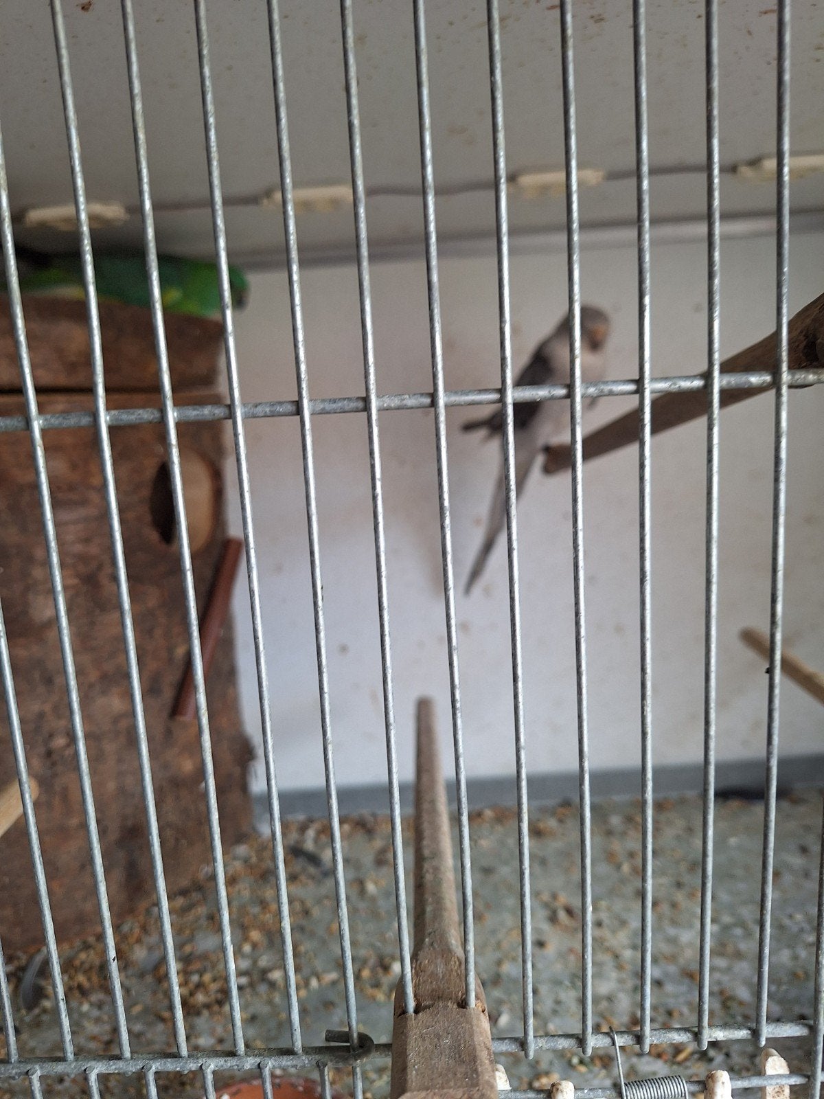 koppel roodruggen, Meerdere dieren