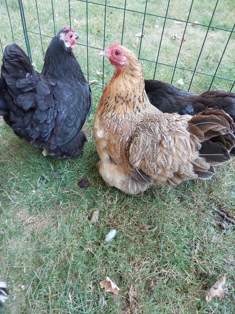 krielkippen, Meerdere dieren, Kip