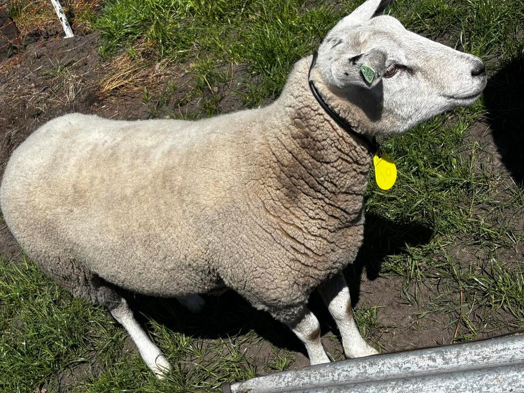 Mooie ooi van 25, Dieren en Toebehoren, Schapen, Geiten en Varkens, Vrouwelijk, Schaap