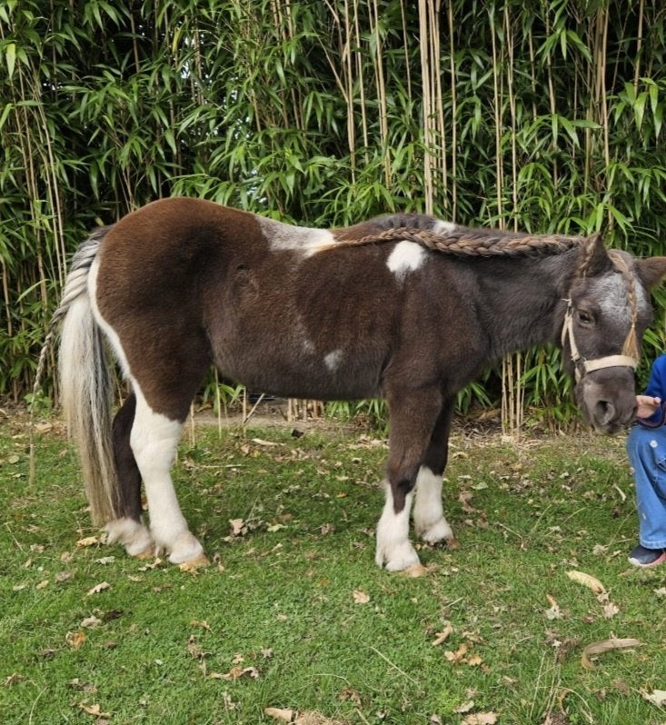 Stalling/weiland shetlander omgeving Stroe gezocht, Dieren en Toebehoren, Stalling, 1 paard of pony