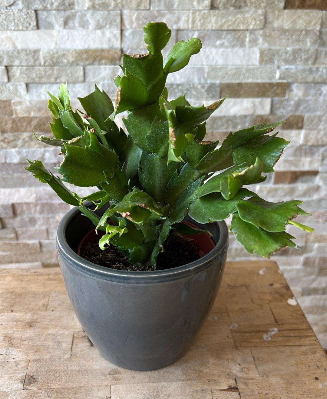 Lidcactus kleur? In pot, Overige soorten, In pot, Minder dan 100 cm, Bloeiende kamerplant