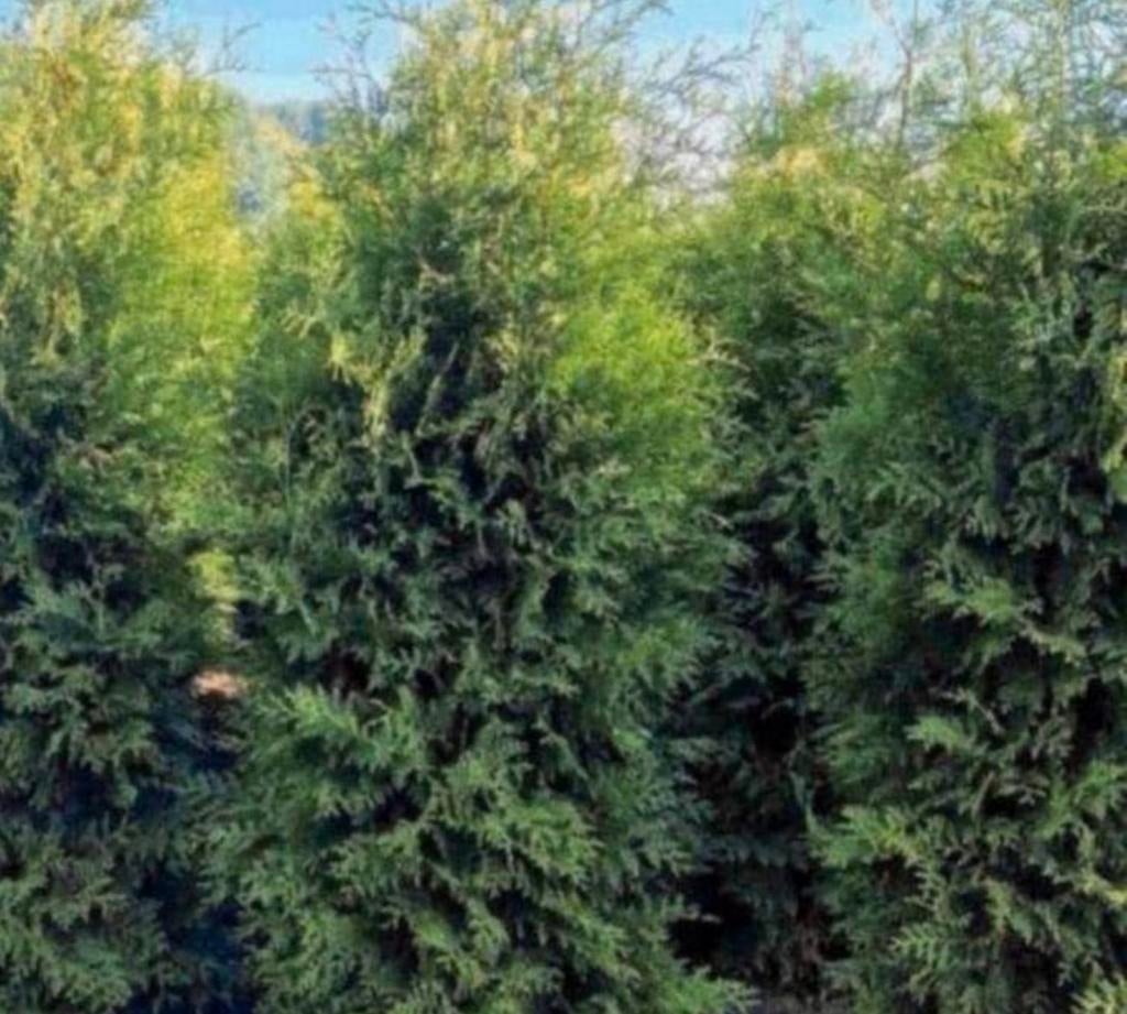 20 x coniferen Thuja Brabant 200-225, Ophalen of Verzenden, Bloeit niet, Overige soorten, Volle zon