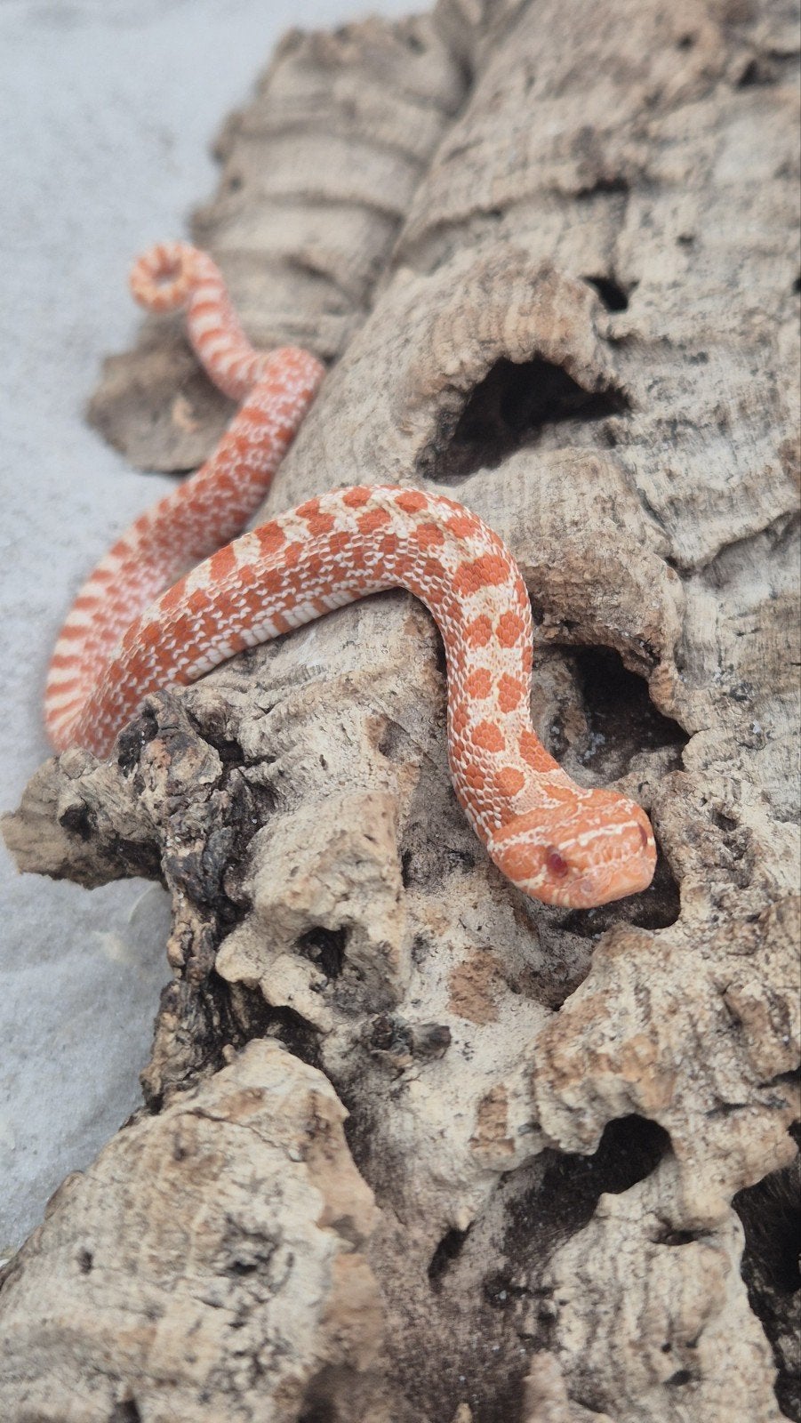 Ex red albino haakneusslang Hognose Snake photo 3