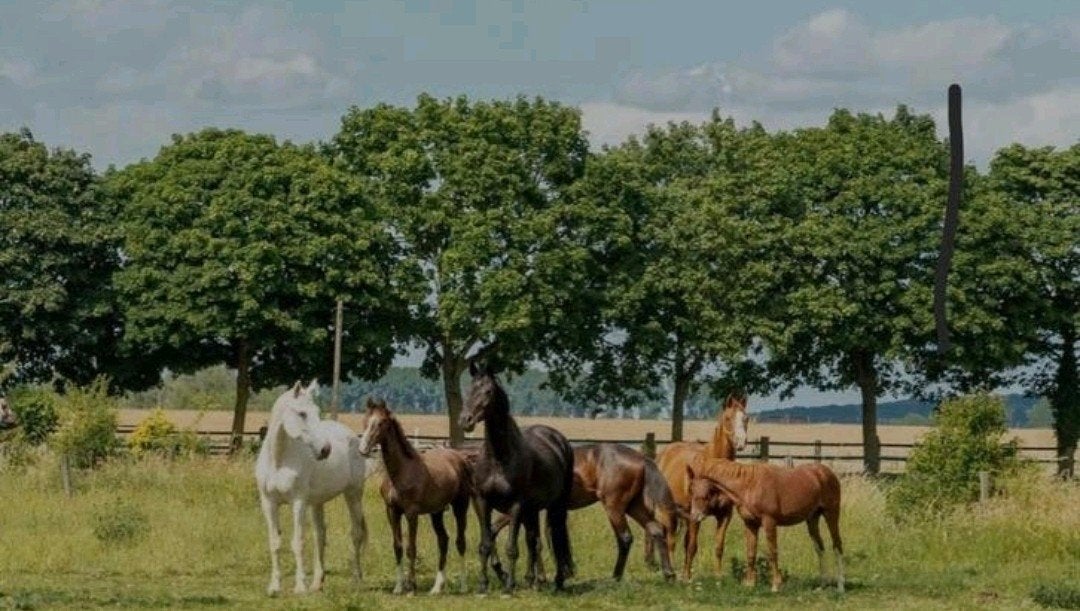 Loopstal voor ruinen of hengsten, ook opfok!, Dieren en Toebehoren, Stalling en Weidegang, Opfok