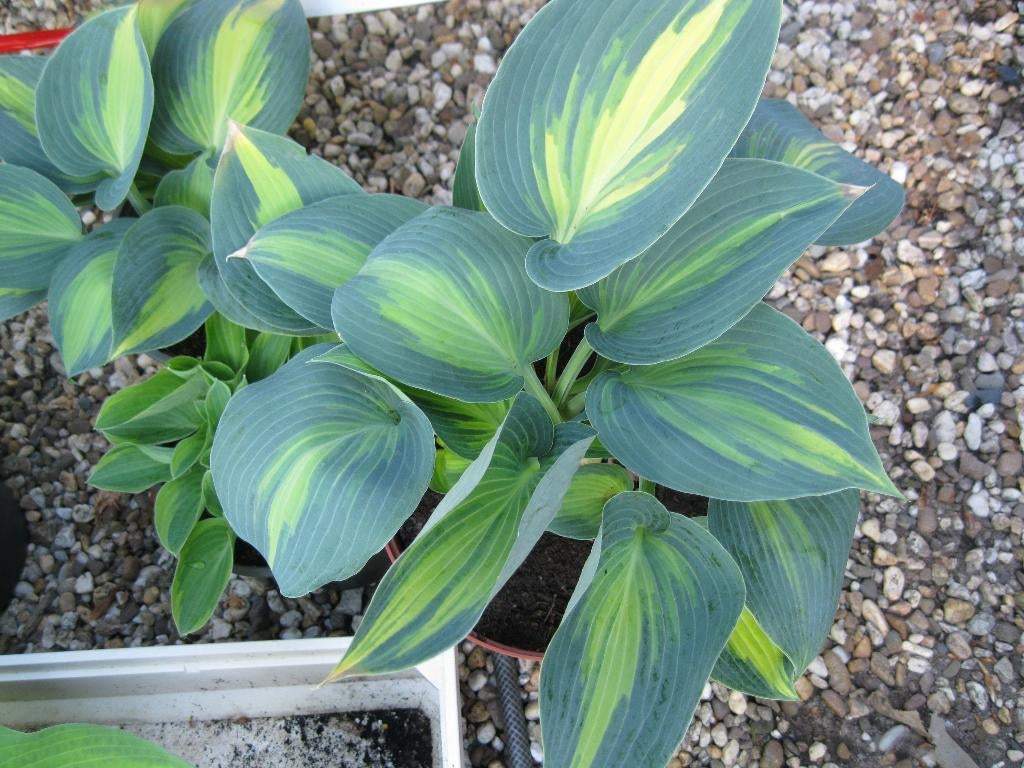 Hosta grote moederplanten, straatverkoop, Ophalen, Overige soorten, Halfschaduw
