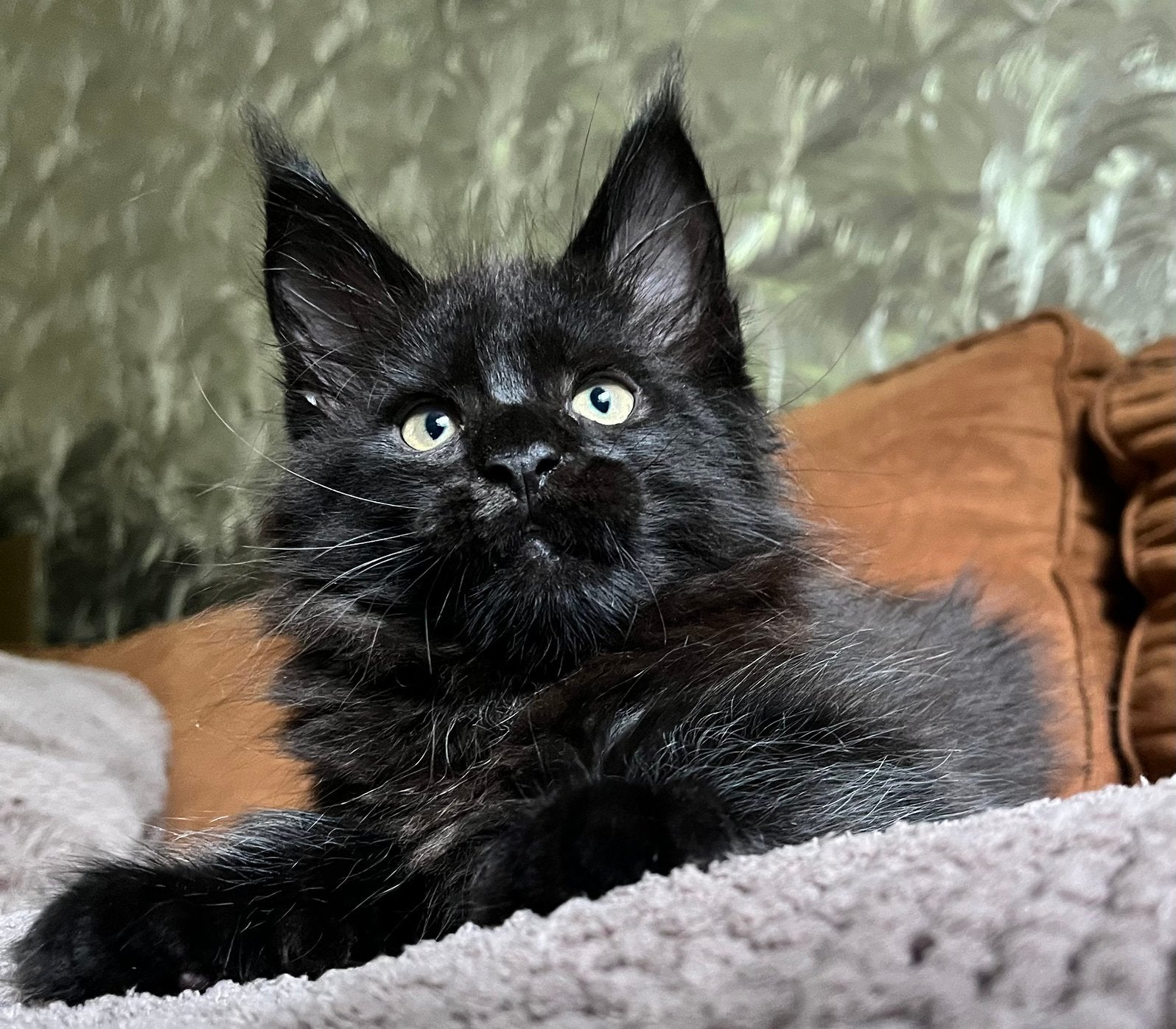 Maine coon kittens, Dieren en Toebehoren, Meerdere dieren, Gechipt