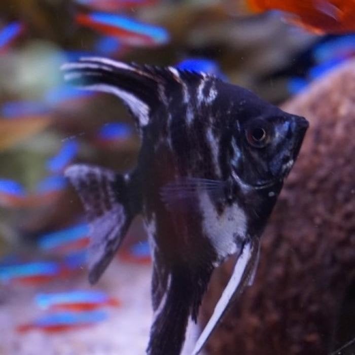 Pterophyllum scalare, Dieren en Toebehoren, Vissen | Aquariumvissen, Vis