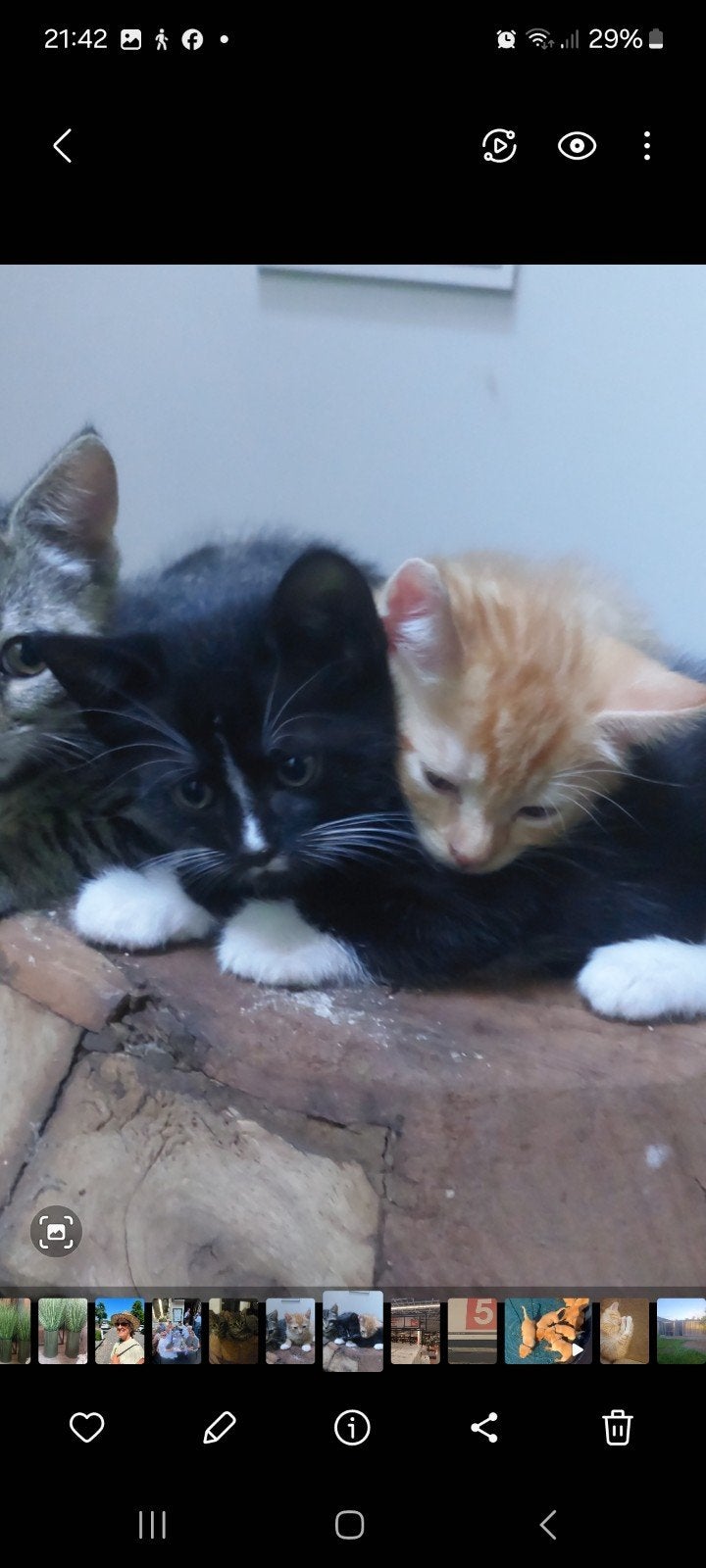 Kittens
