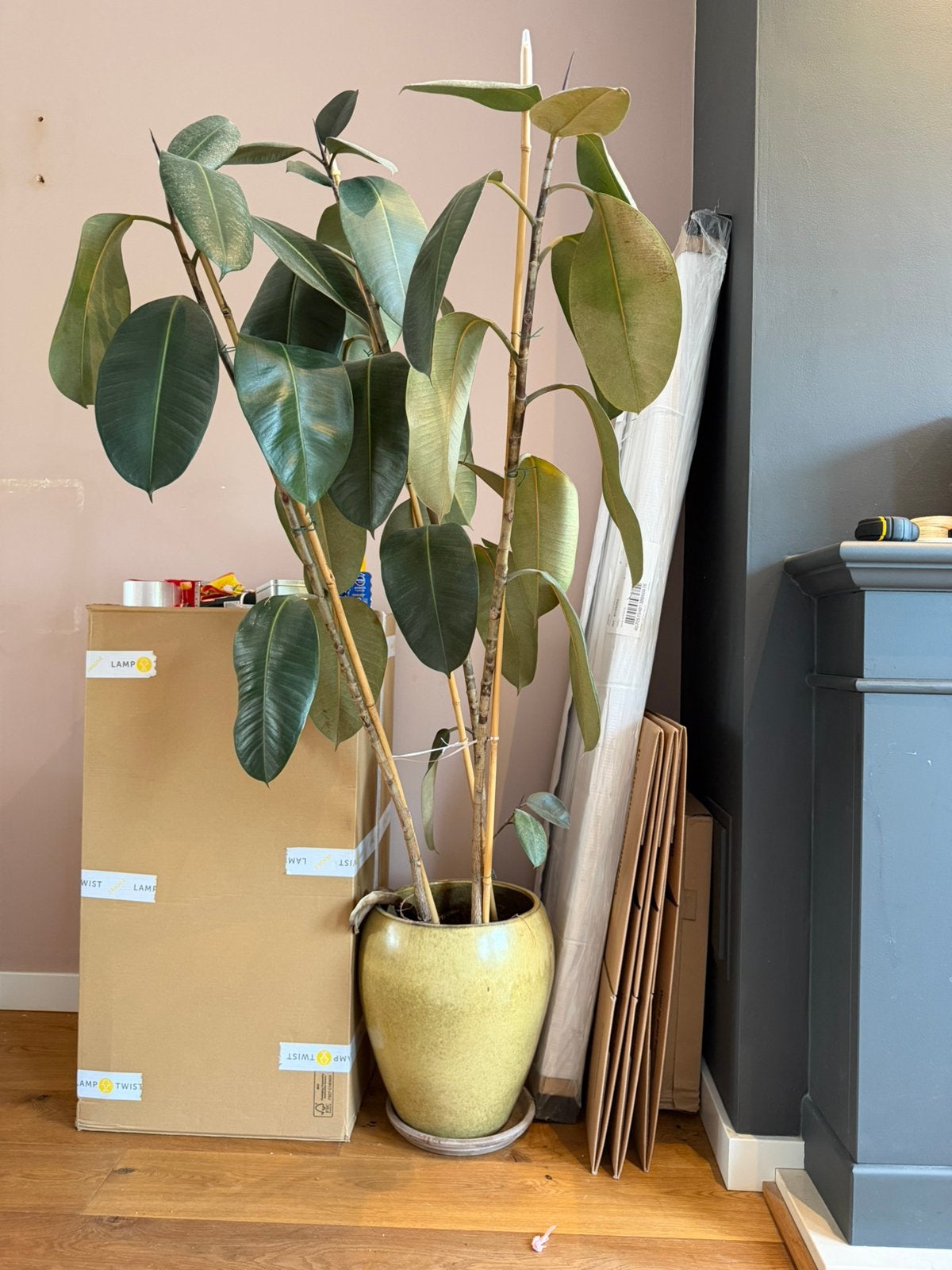 Rubber tree plant, Ophalen, Halfschaduw, Minder dan 100 cm