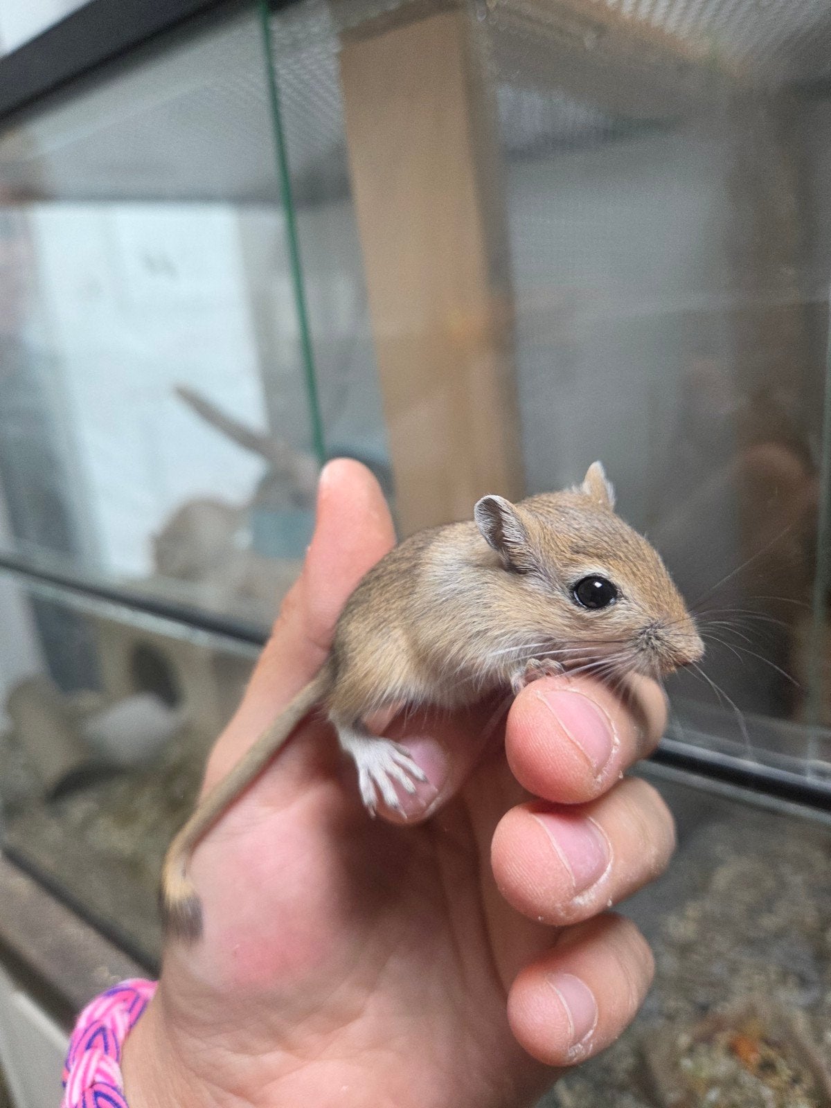 mongoolse gerbils pups, Mannelijk, Juli, Overige typen, Tam