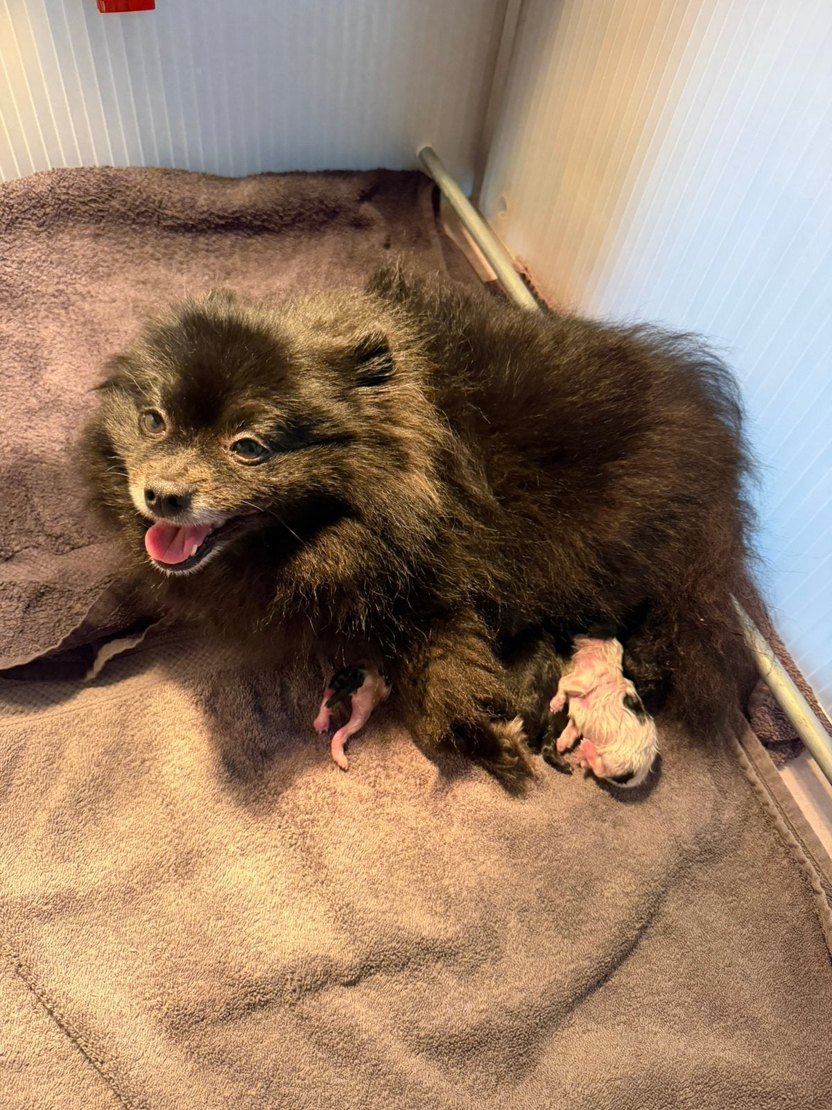 Pomeriaan pups, 8 tot 15 weken, Meerdere, Meerdere dieren, Nederland