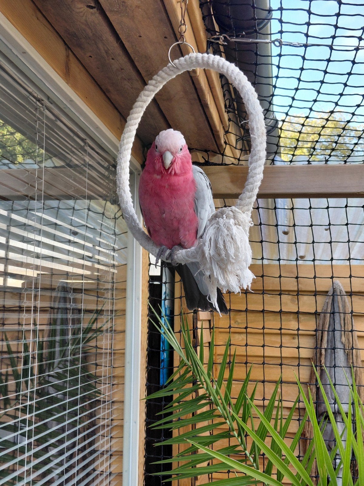 super tamme rosé kaketoe, Dieren en Toebehoren, Mannelijk, Papegaai, Tam