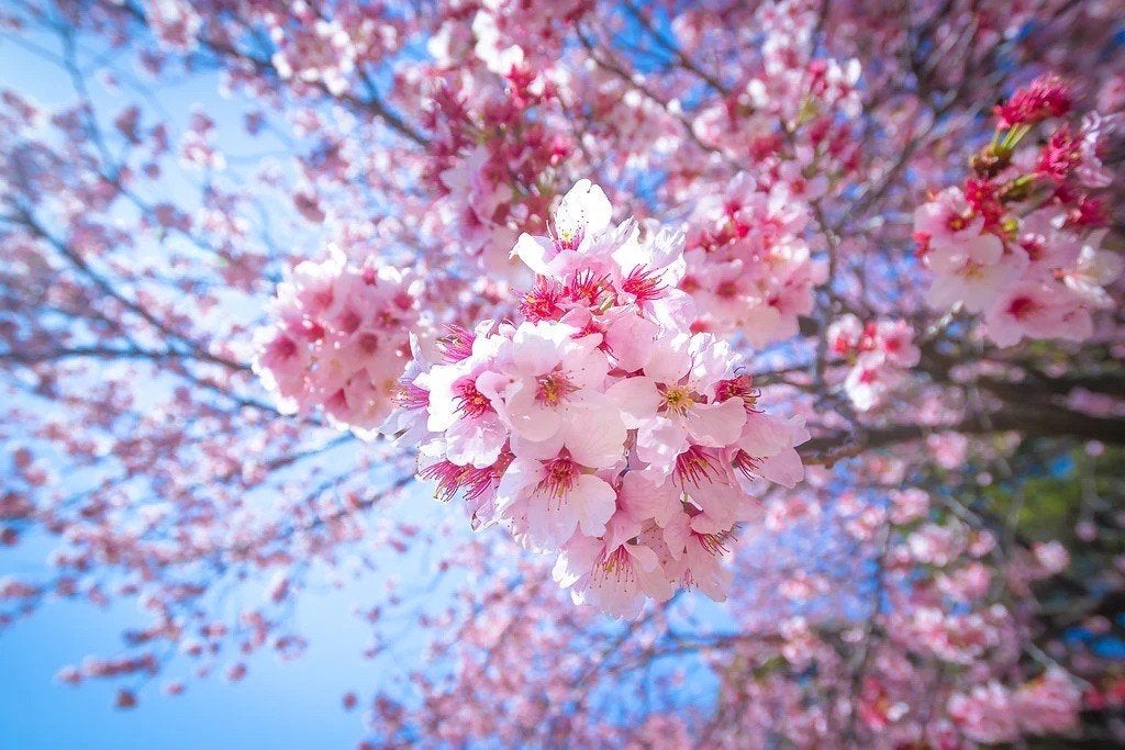 Roze Kersenbloesem Zaadjes, winterhard, Verzenden, Volle zon