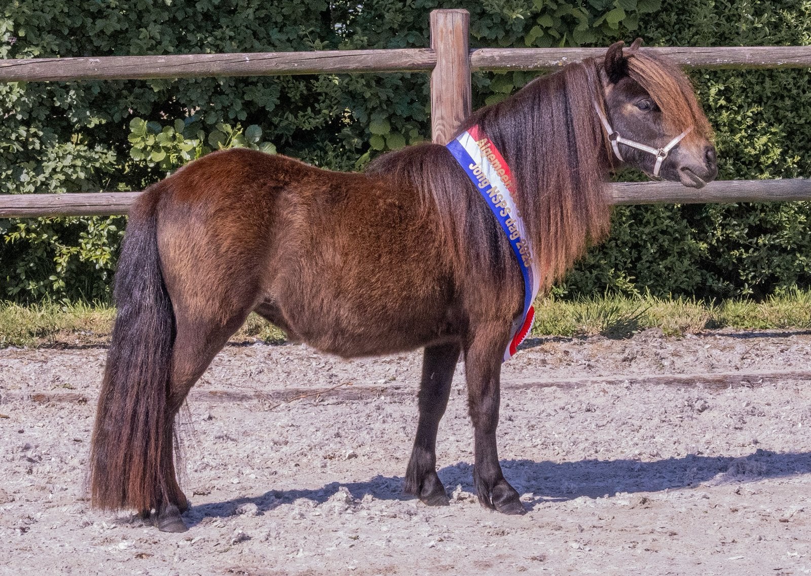 Mooie Shetlandpony te koop., Dieren en Toebehoren, Paarden en Pony's | Dekhengsten en Fokmerries, Merrie