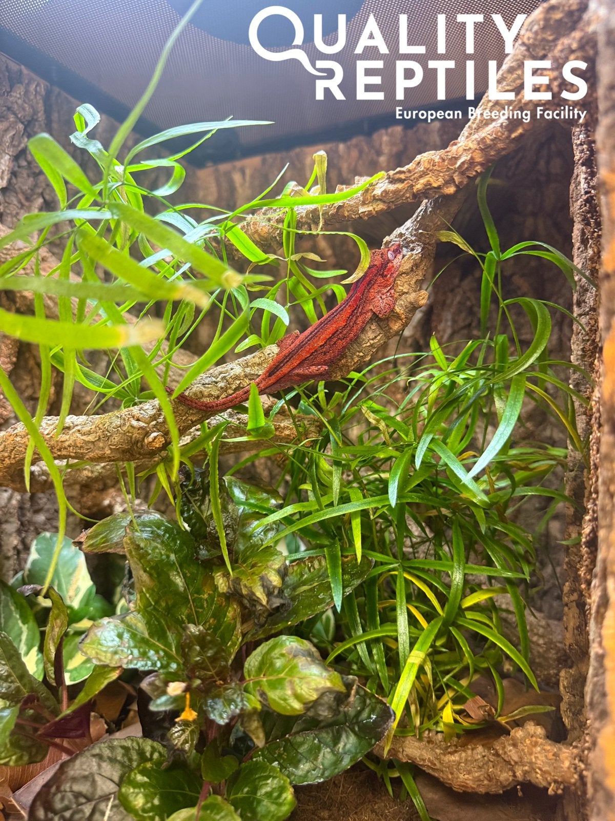 Rode pinstripe Gargoyle gekko’s met of zonder terrarium, Hagedis, 0 tot 2 jaar