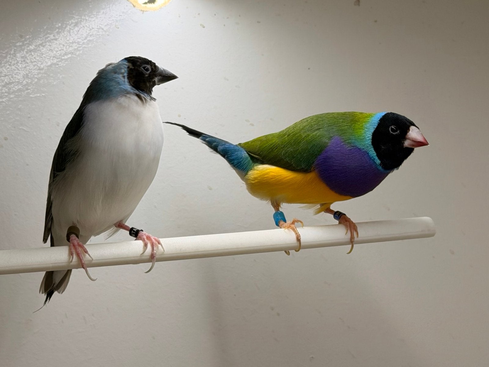 Koppel gouldamadine blauw x split blauw, Dieren en Toebehoren, Meerdere dieren