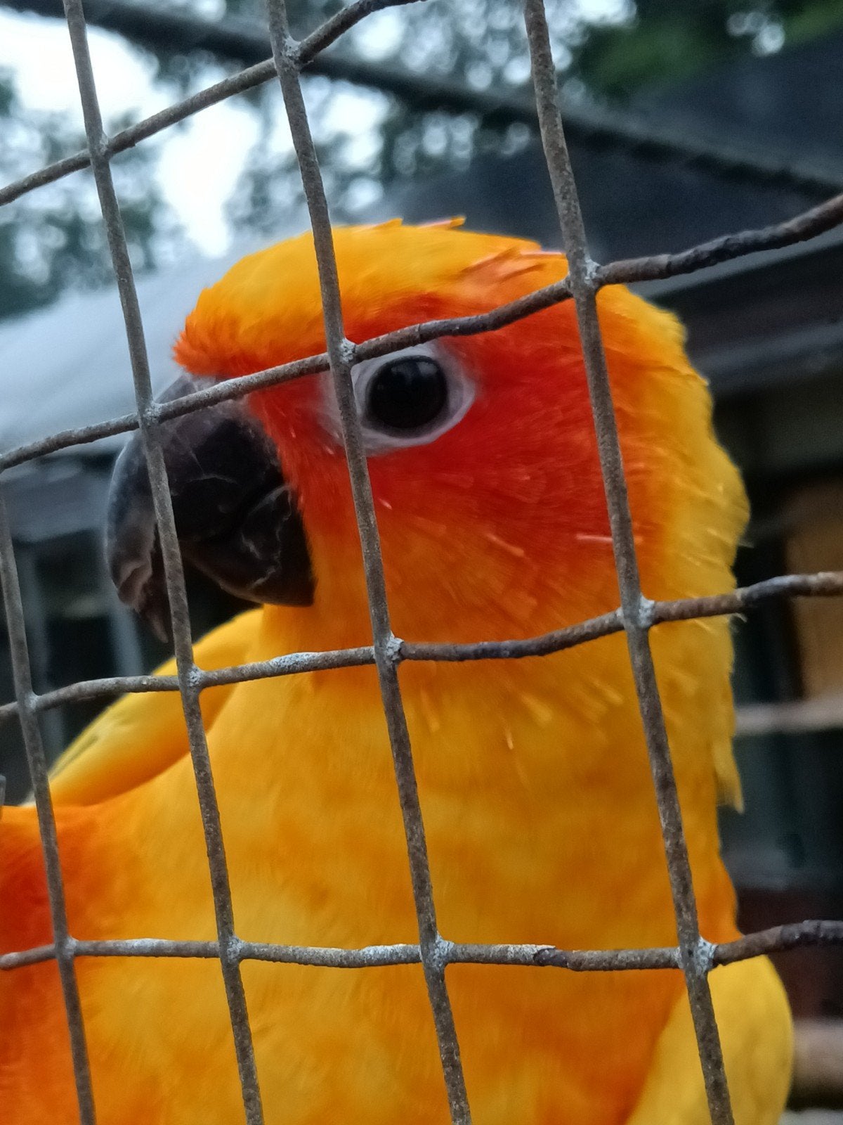 Zonparkieten, Dieren en Toebehoren