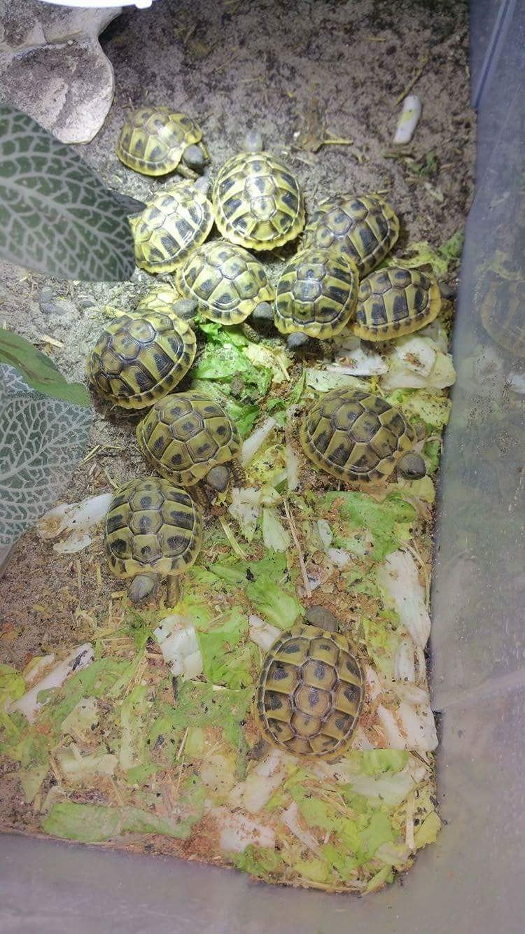 Griekse landschildpad, Schildpad, 0 tot 2 jaar