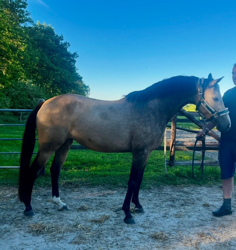 4 jarige super knappe valk E pony, Dieren en Toebehoren, Pony's, Met stamboom, Niet van toepassing, 3 tot 6 jaar, Merrie