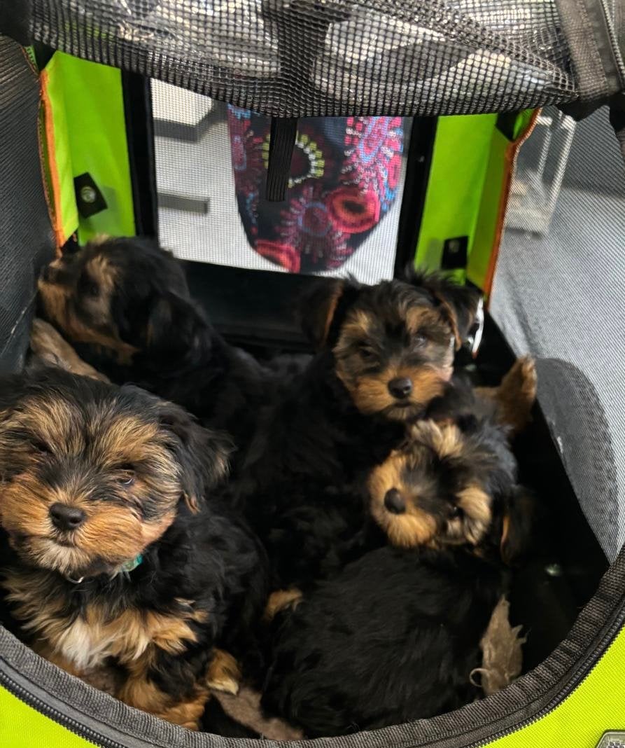 4 Lieve yorkshire terrier puppy teefjes, CDV (hondenziekte), 8 tot 15 weken, Teef, Meerdere