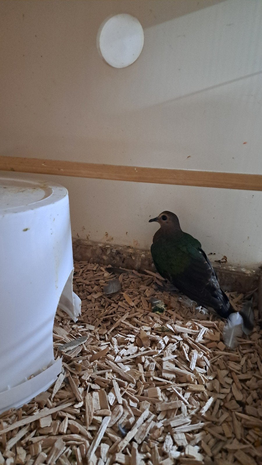 groenvleugel duif doffer, Dieren en Toebehoren, Mannelijk, Tropenvogel, Geringd