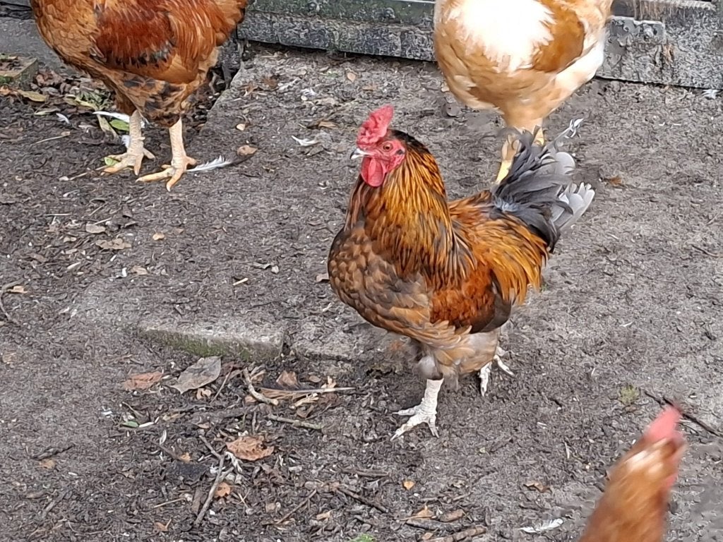 Jonge haantjes te koop, Dieren en Toebehoren, Mannelijk, Kip