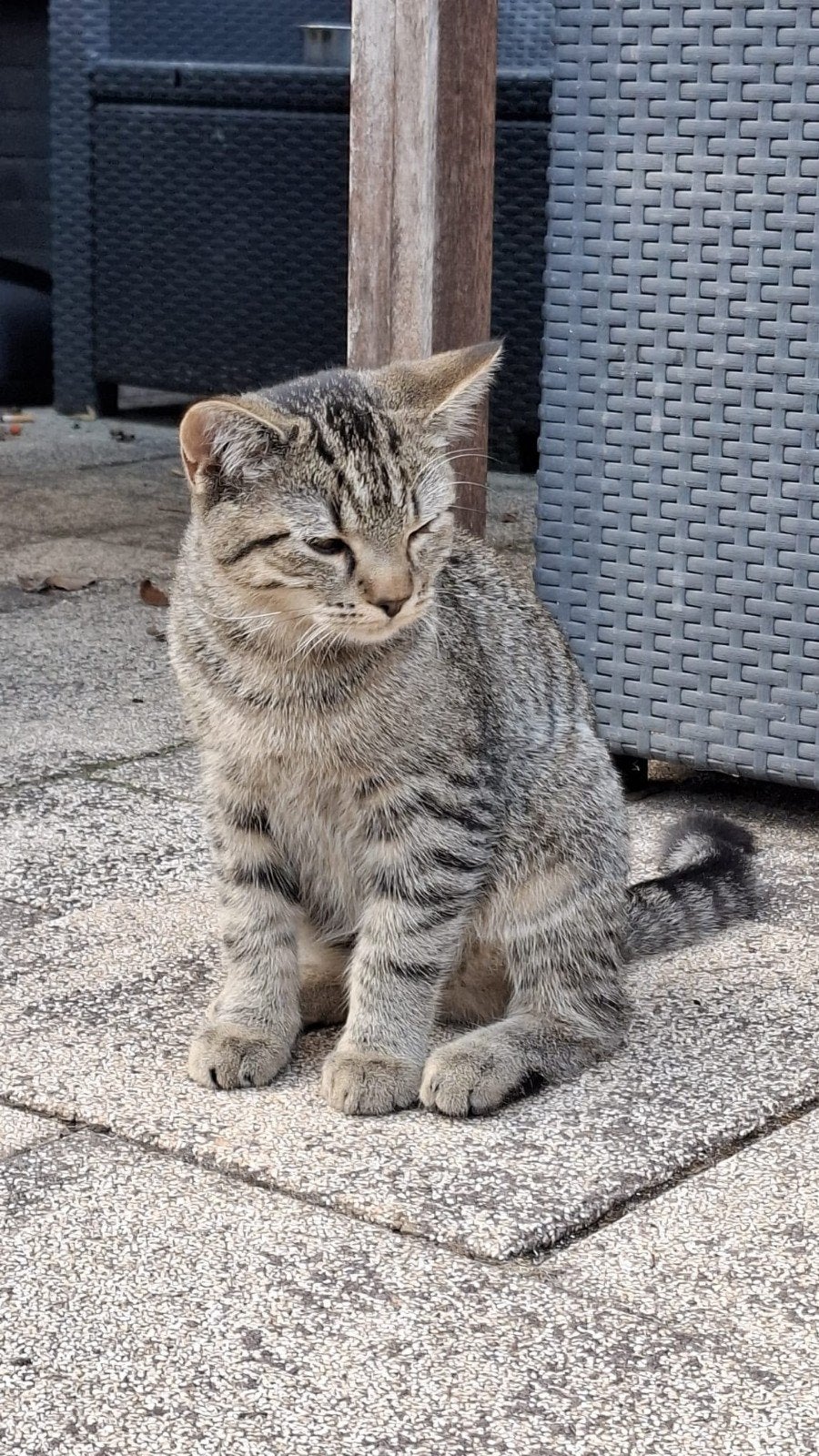5 SUPER LIEVE KITTENS AANGEBODEN (MIX BRITSE KORTHARIGE), Dieren en Toebehoren, Meerdere dieren