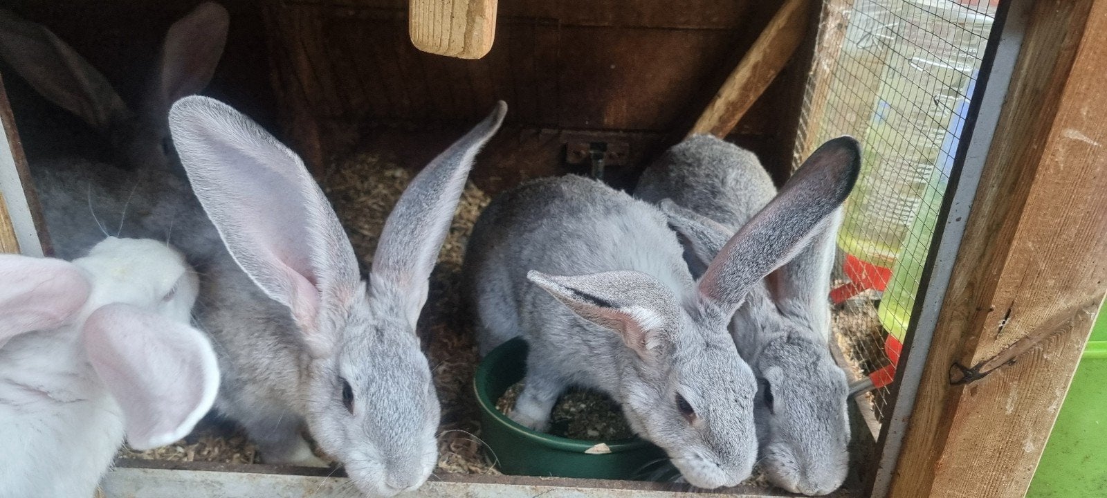 Vlaamse reusen tekoop, Meerdere dieren, Groot