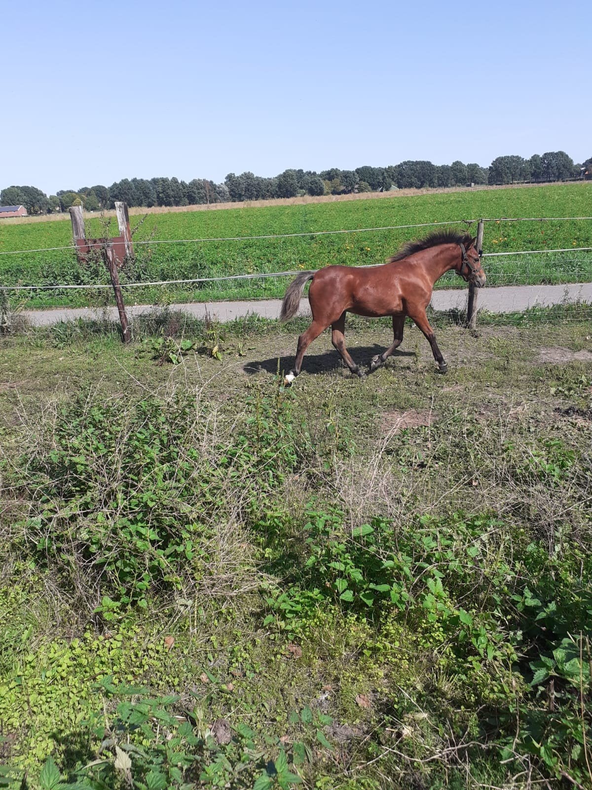 Mooi welsh en rijpaard vullen, Meerdere dieren