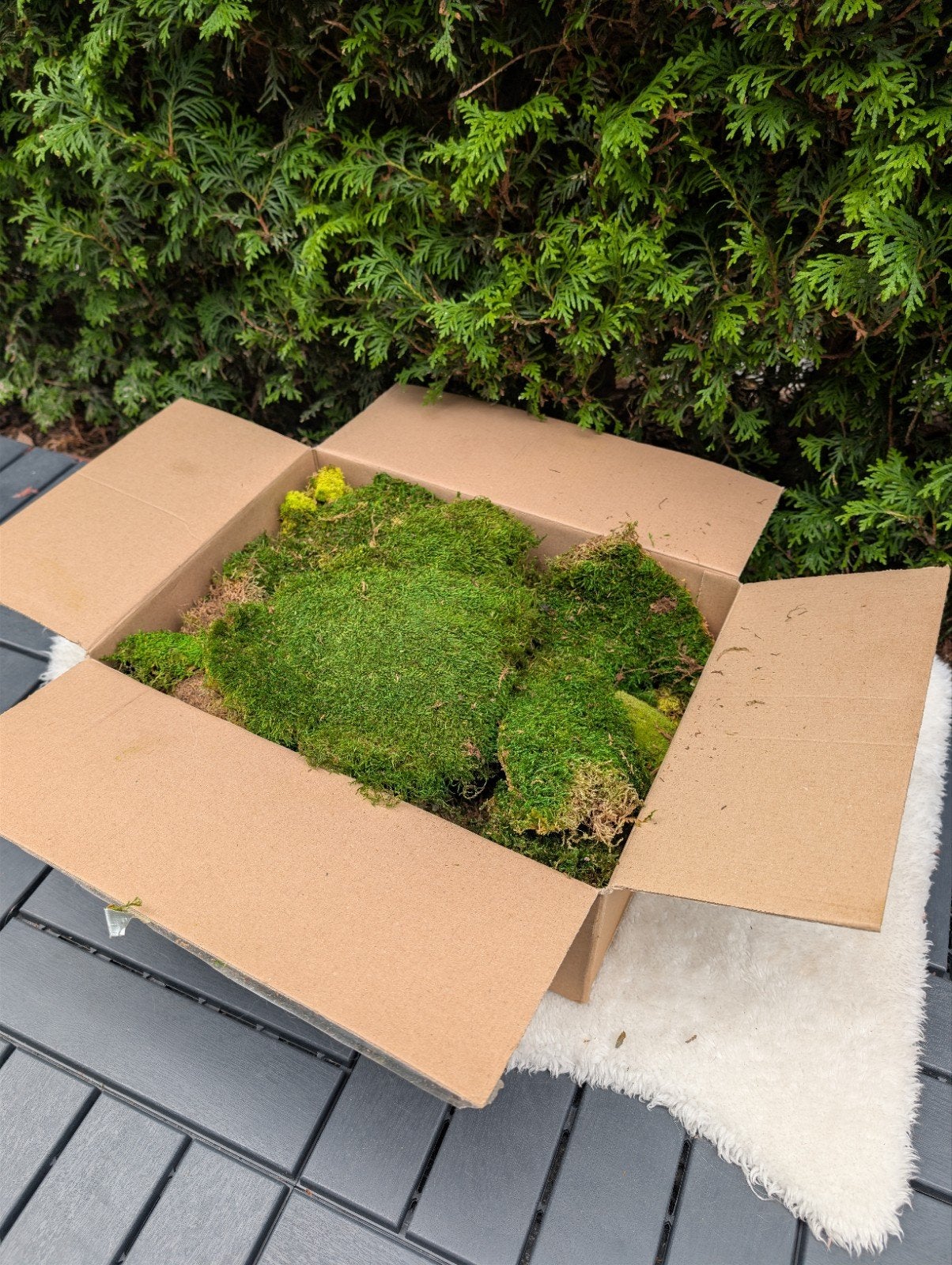 Echt decoratiemos mixpakket – rendiermos, plaatmos & natuurm, Ophalen of Verzenden, Zo goed als nieuw