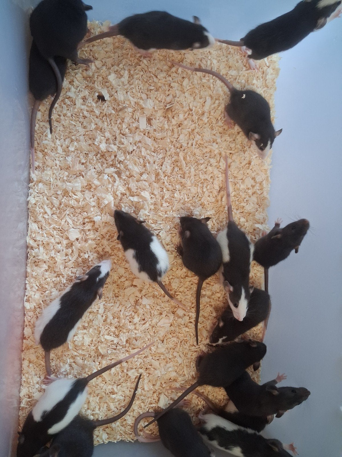 dombo ratjes, Dieren en Toebehoren, Rat, Juli, Meerdere dieren, Tam