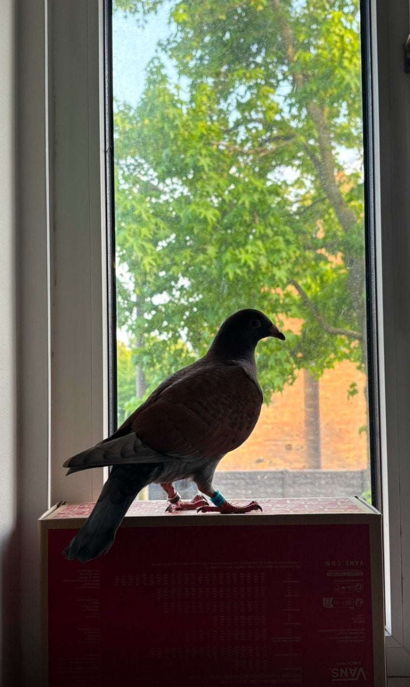 Kleurpost duif, doffer, bruin en grijs, Dieren en Toebehoren, Vogels | Duiven, Mannelijk, Postduif