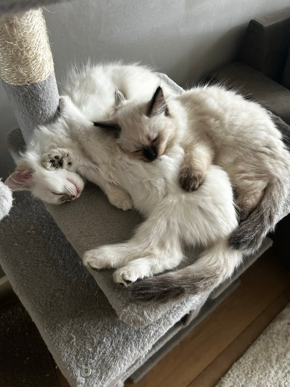Tabby ragdoll kittens ready for new homes